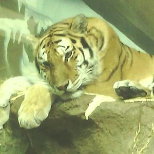 Meet your Posher, Ebony